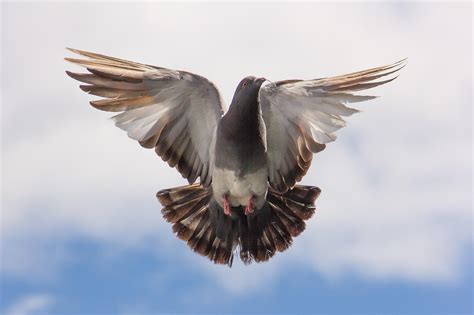 Más de 600 vídeos en HD y 4K gratis de Paloma Volando y .